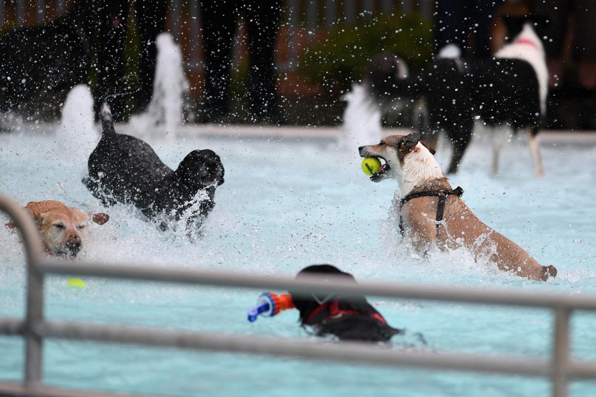 Gallery Dog Day at Osborn Aquatic Center Photo Gallery