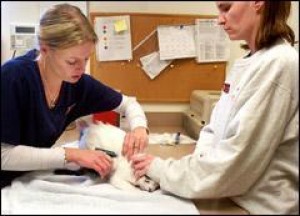 homeward bound microchip