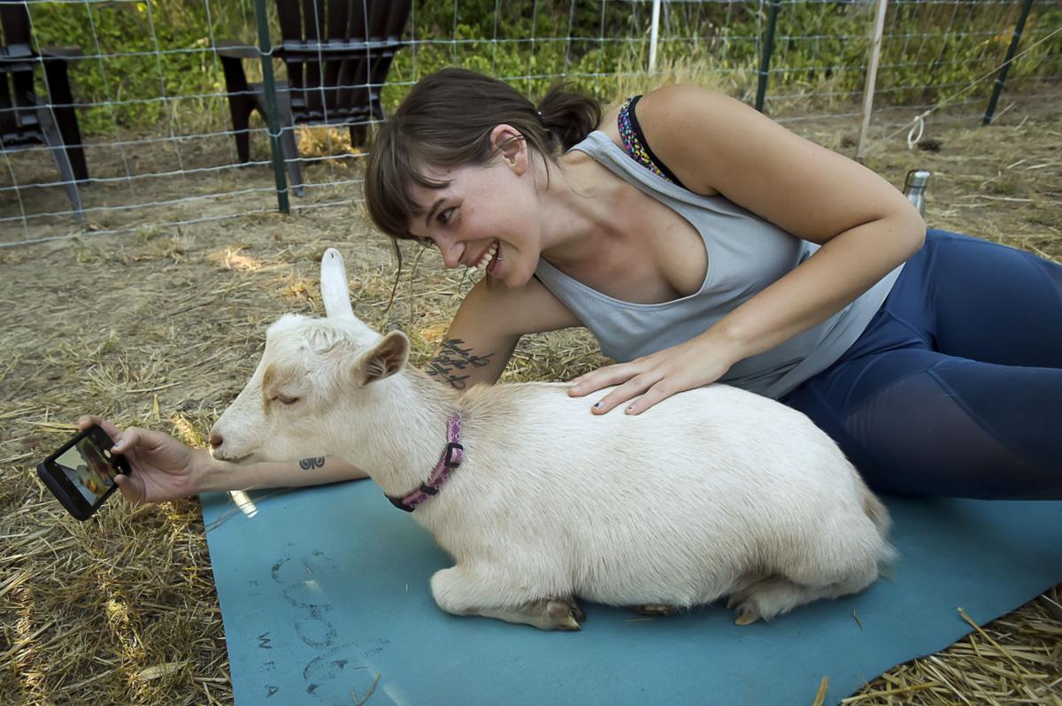 Goat Yoga 02