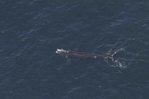 Endangered whale found entangled off New England in devastating year for species