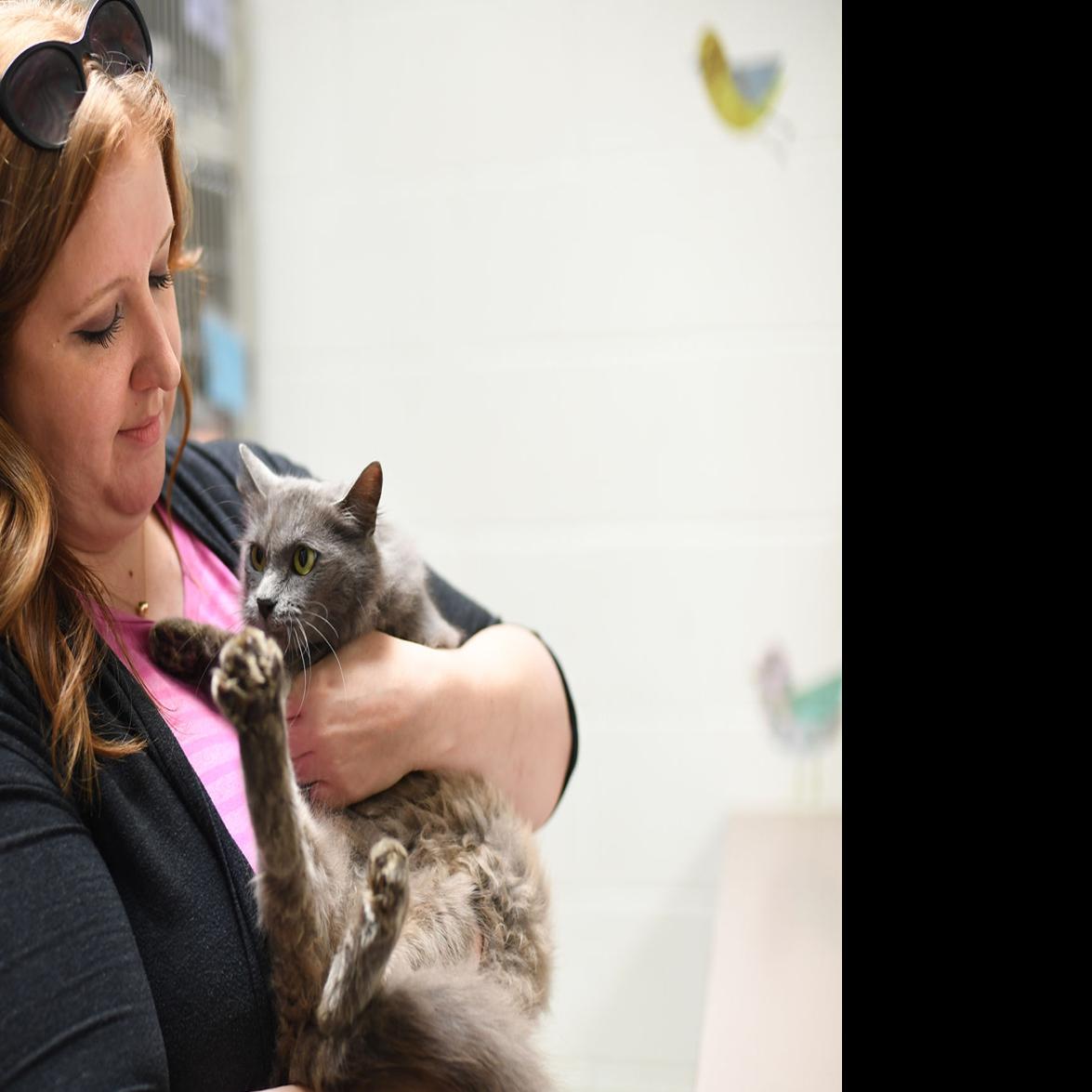 Heartland Humane Society Rescues Cats Abandoned In Jackson County