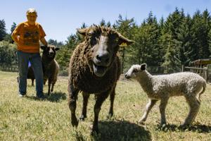 Flocking to Albany: Black Sheep Gathering to celebrate 50 years