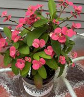 Crown of Thorns, a plant that blooms all year