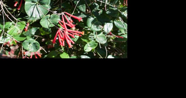 Native honeysuckle: A magnet for hummers and a quick fix for privacy - Vimarsana News