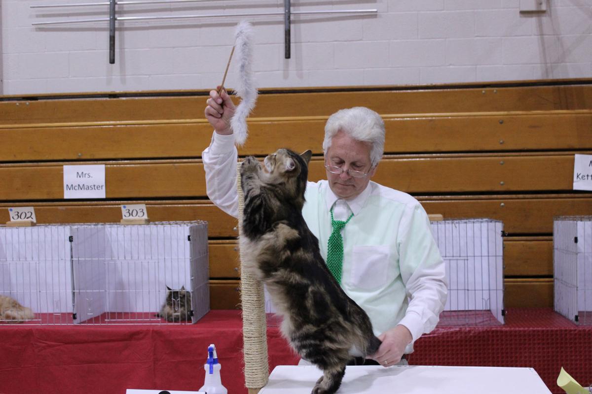 Purr Fect Felines Show At St Catty S Day Celebration Local News