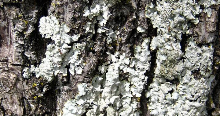 Lichen: Friend or Foe? - Vimarsana News