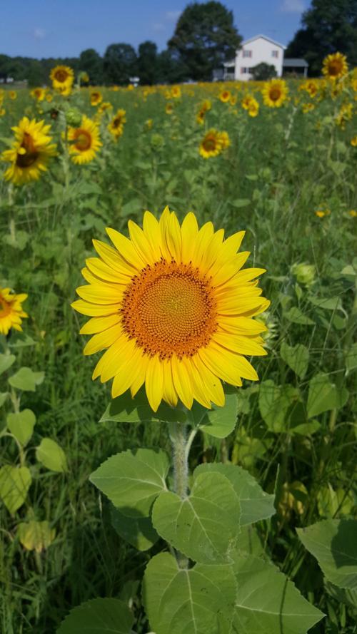Pick sunny flowers