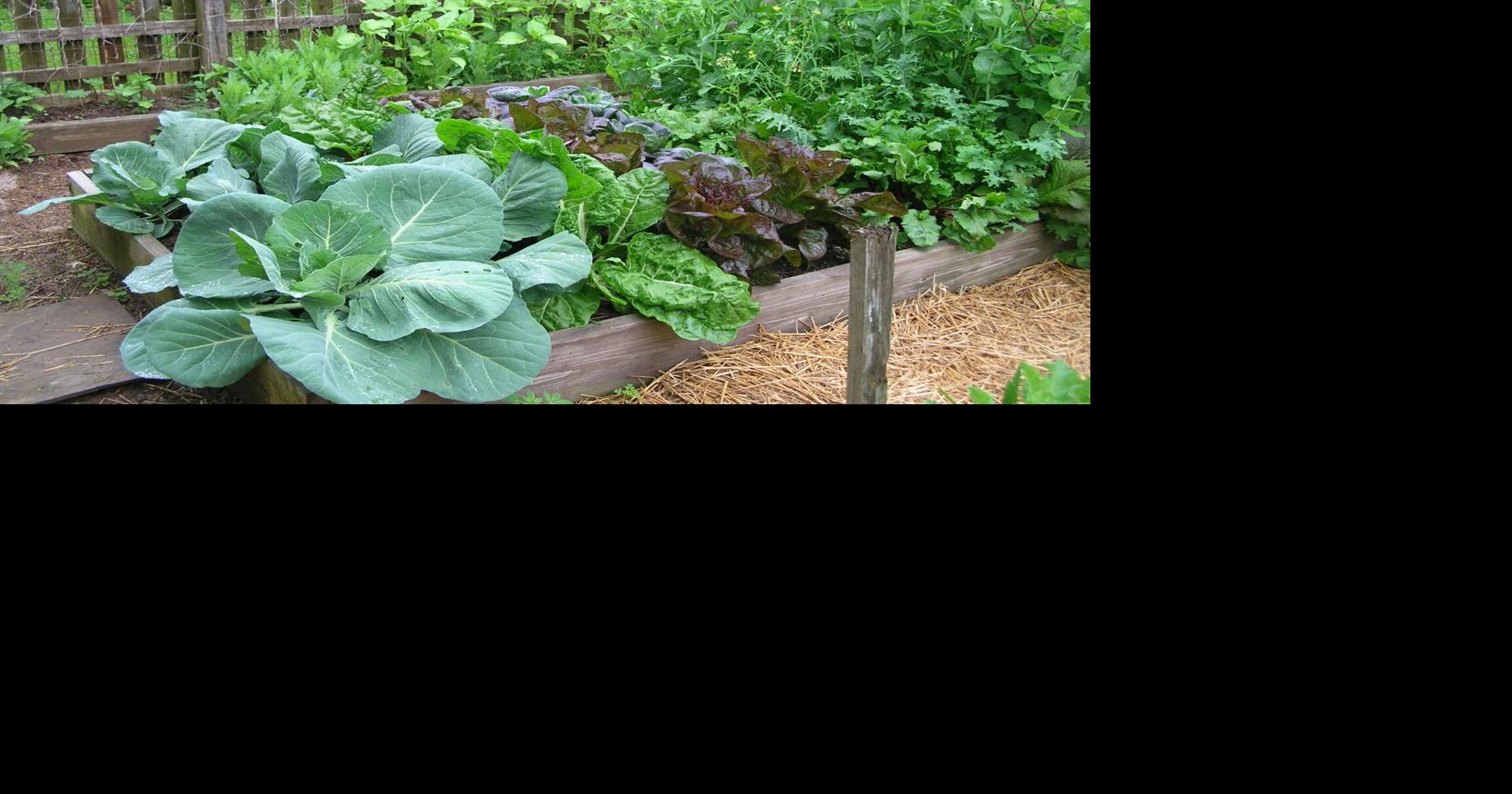 The vegetable patch, learn all about it | Home Style | gettysburgtimes.com