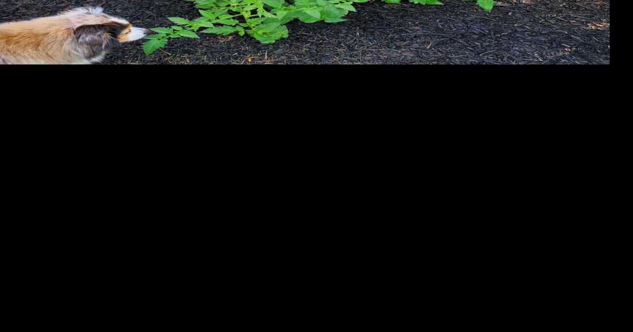 The great tomato riddle | Home Style | gettysburgtimes.com