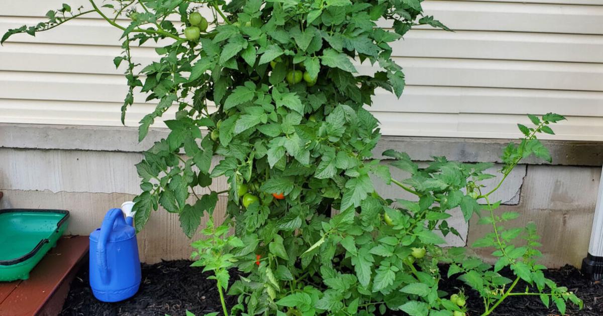 The great tomato riddle | Home Style | gettysburgtimes.com