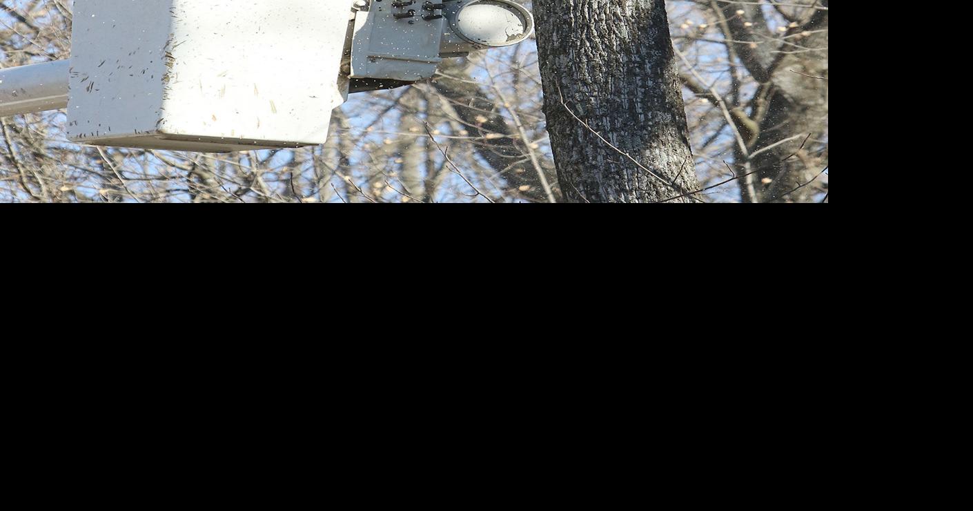 Toppling trees in the park | Local News | gettysburgtimes.com