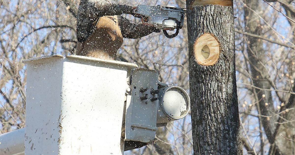 Toppling trees in the park | Local News | gettysburgtimes.com