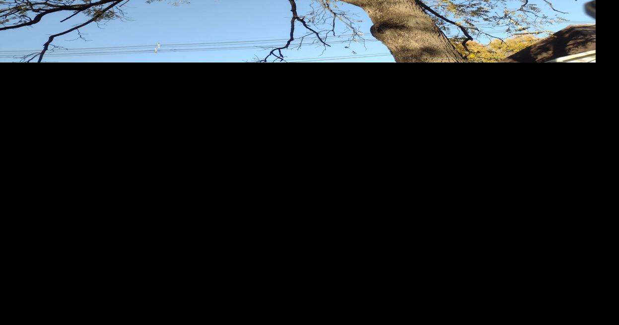 Beware of zombie trees | Community News | gettysburgtimes.com