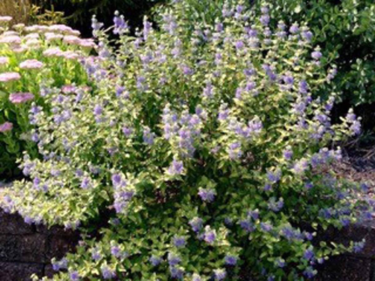 Master Gardener Gifts Garden Ideas Master Gardeners Give The Gift Of A Garden Home Style
