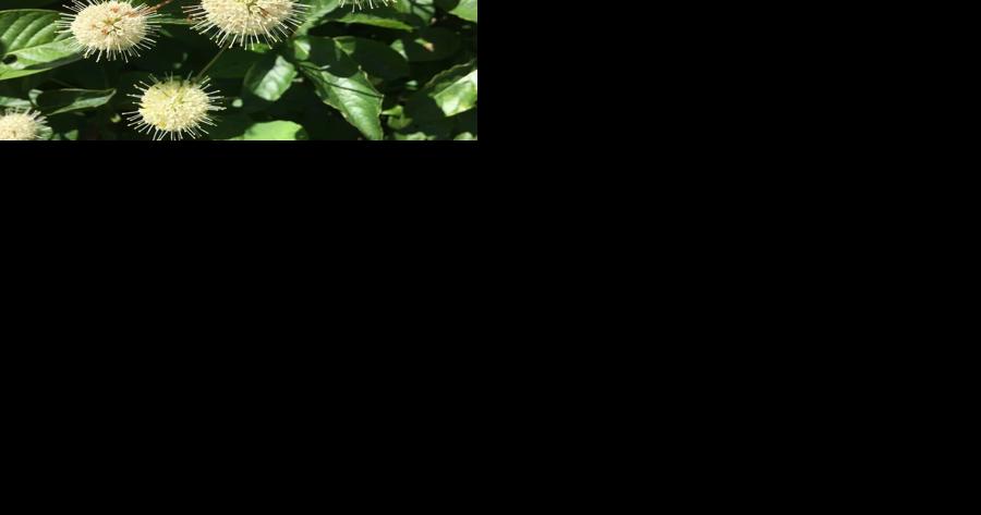 Buttonbush: A great native shrub - Vimarsana News