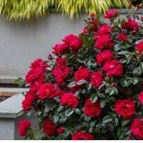 Top plants to rev up your garden - Vimarsana News