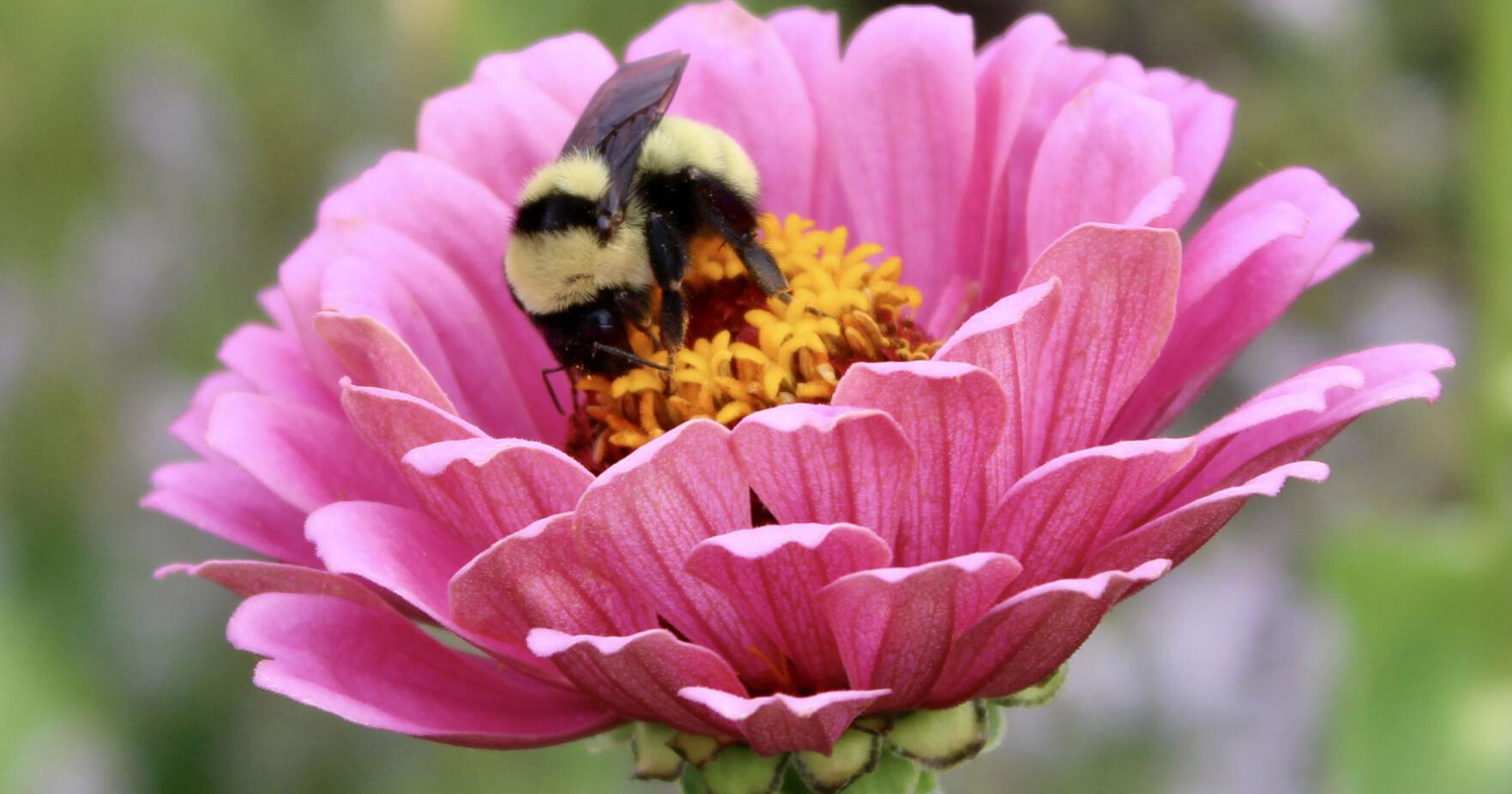 10 steps to a successful pollinator garden - Vimarsana News