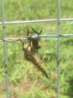 Protecting garden helpers