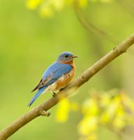 Talk planned on the Beloved Bluebird