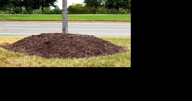 Just say no to a mulch volcano - Vimarsana News