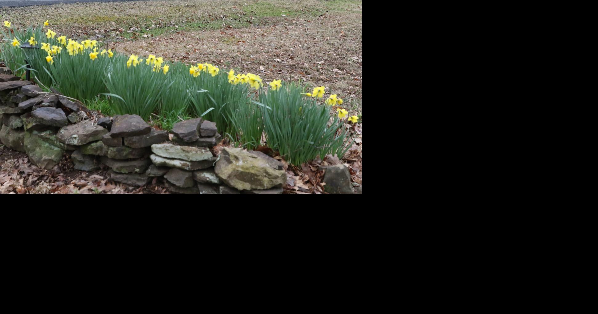 Daffodil opera Local News