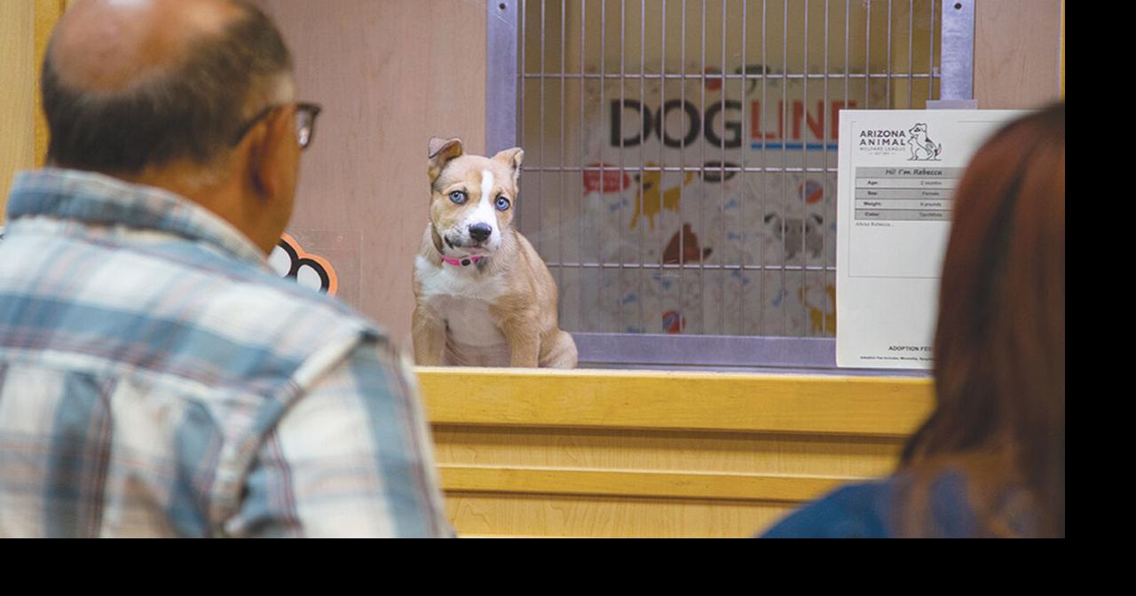 Rescue dogs at Chandler mall center need new kennels Community