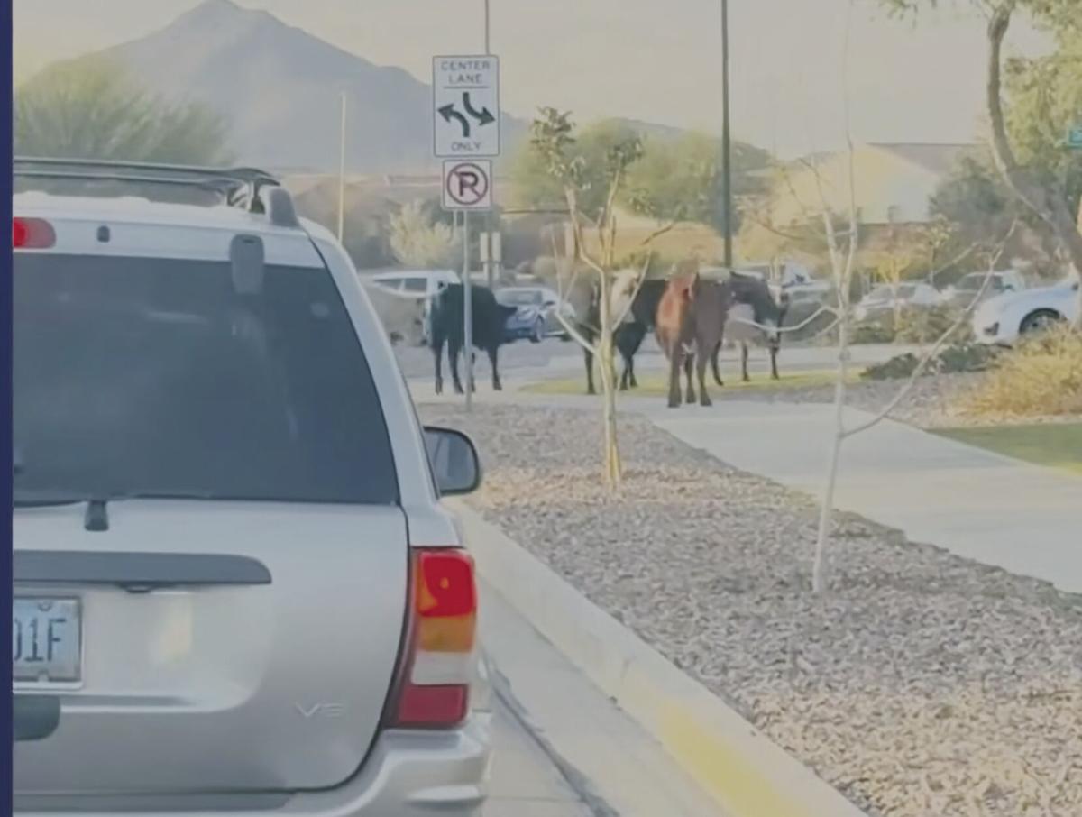 Cows overrun a Gilbert neighborhood | News | gilbertsunnews.com