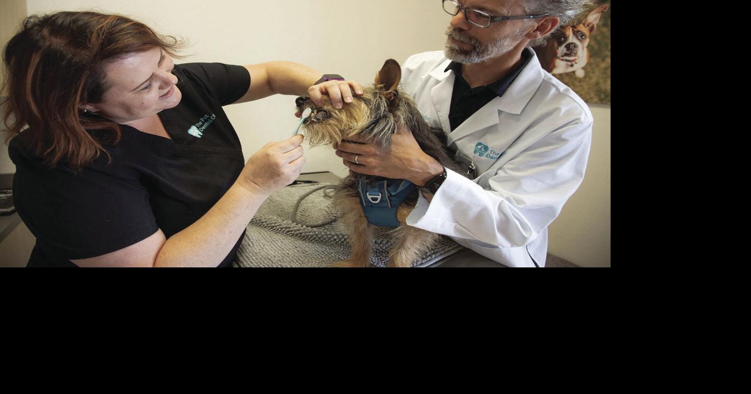 EV vet opens Valley’s first pet dental clinic Business