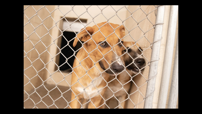 Distemper outbreak closes Mesa dog shelter | News 