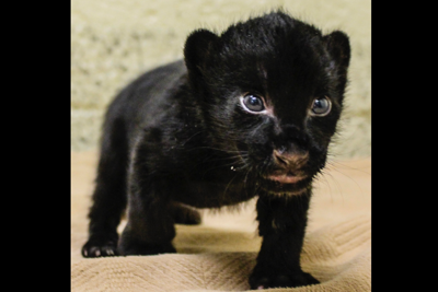 Endangered jaguar gives birth at Wildlife World | Features |  