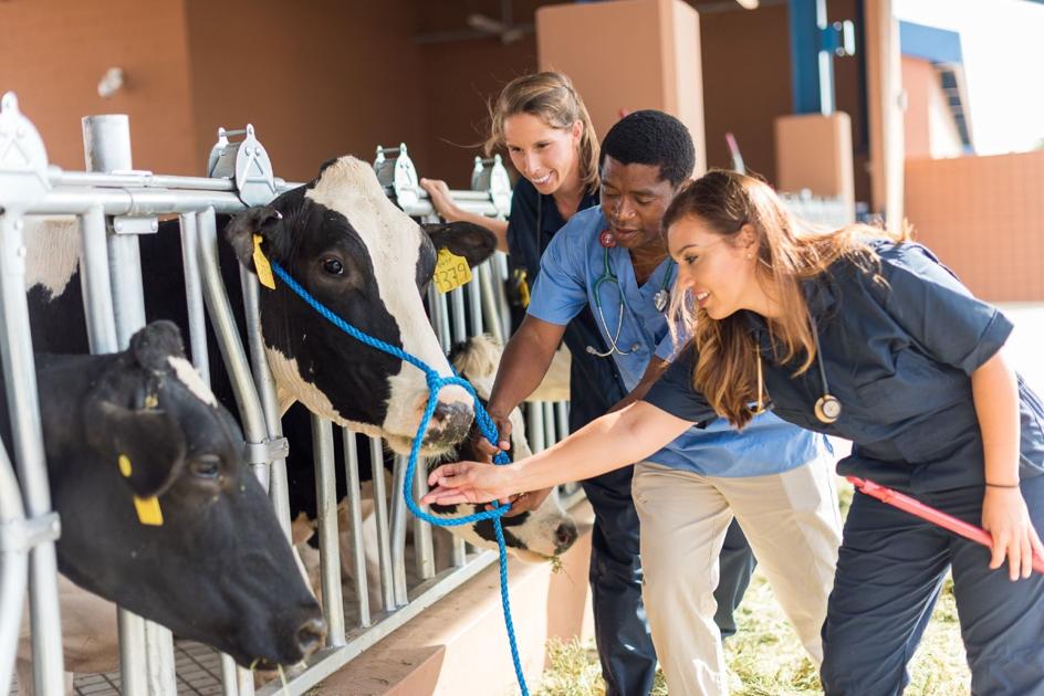 Midwestern College of Veterinary Medicine hosts open house News