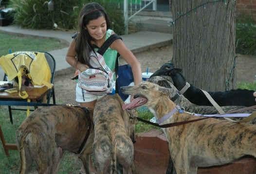Adoptable greyhounds