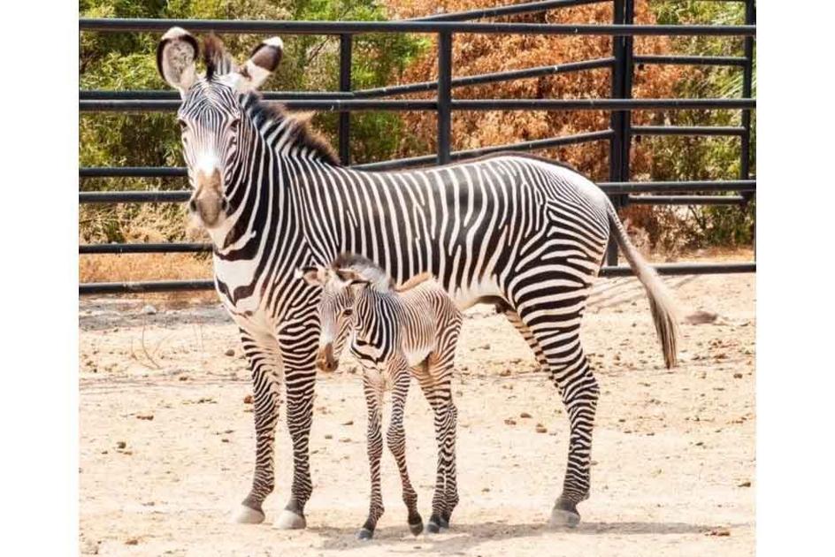 Wildlife World Zoo Grand Reopening Is Here News Glendalestar Com