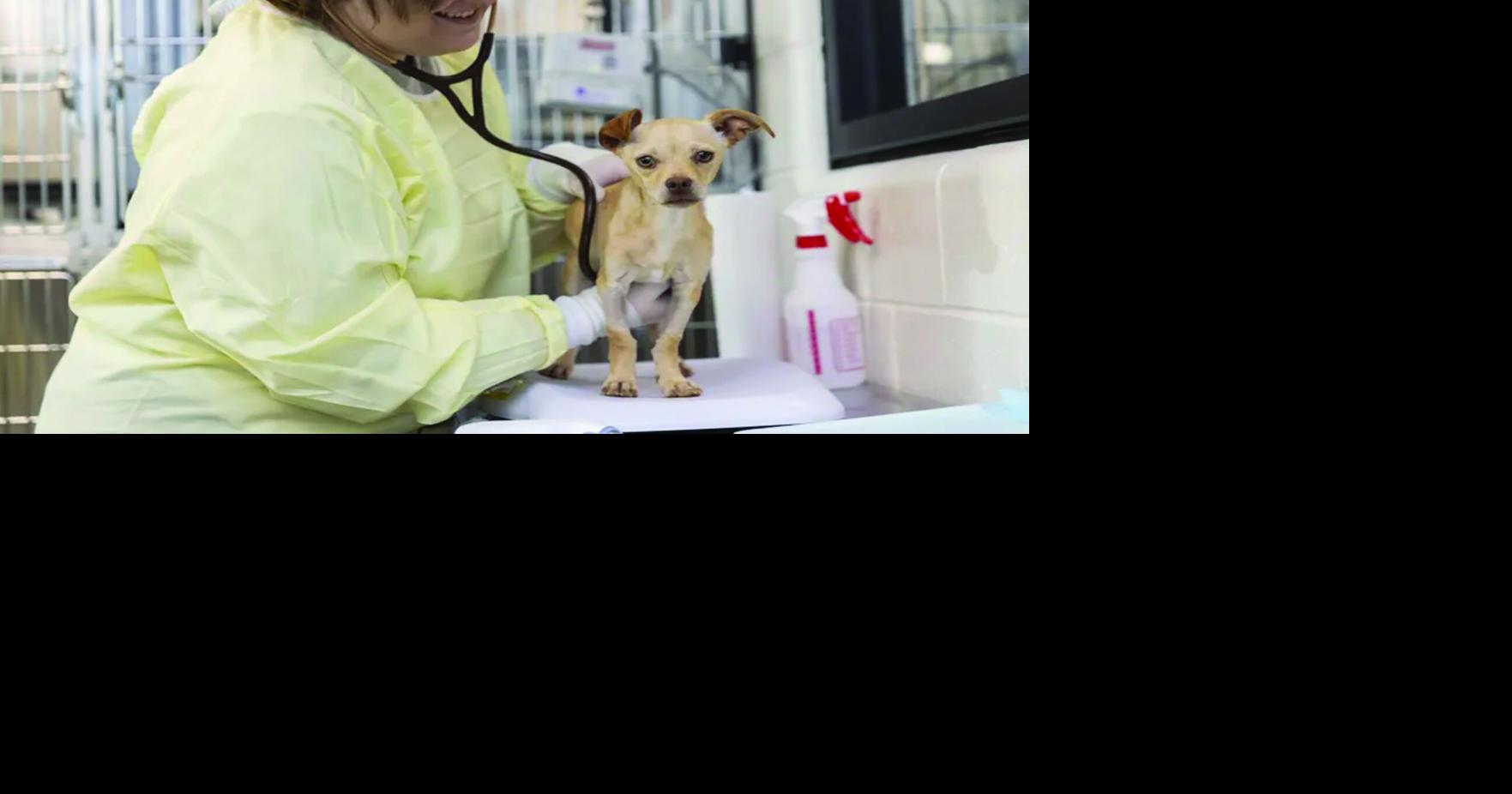 Keeping pets safe: Advice from Phoenix shelters