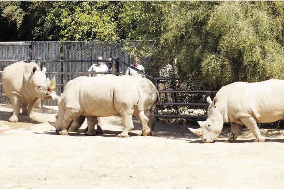 Beyond's rhino rescue efforts rewarded: Travel Weekly Asia