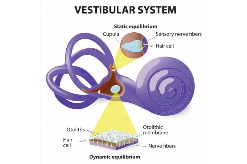 Have you heard about the crystals in your ears? Features