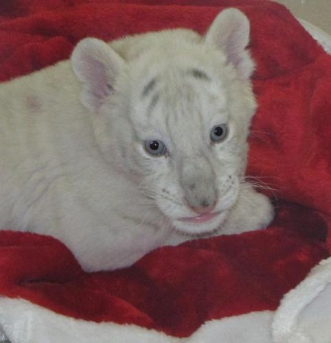 Baby Tiger: 5 Cub Pictures & 5 Facts - AZ Animals