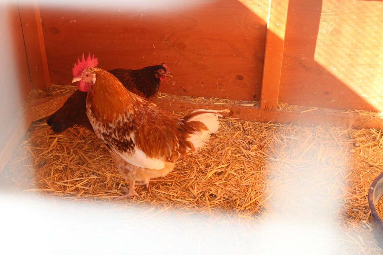 pittsfield township chickens