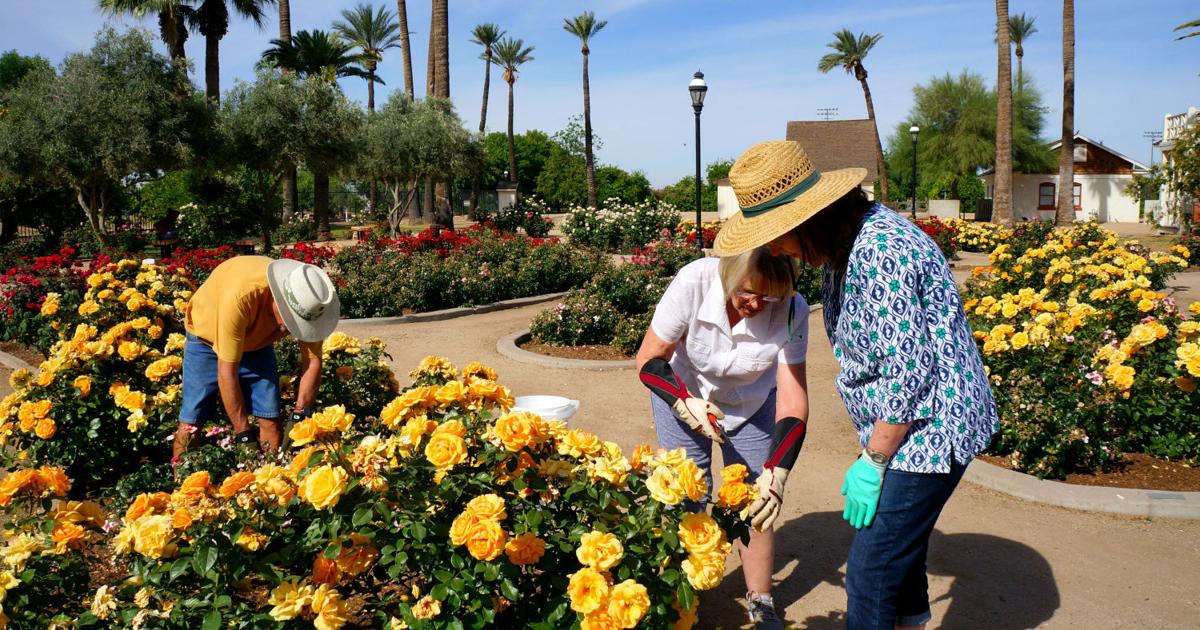 Historic Sahuaro Ranch: Everything’s coming up roses | Features ...