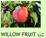 Willow Fruit
