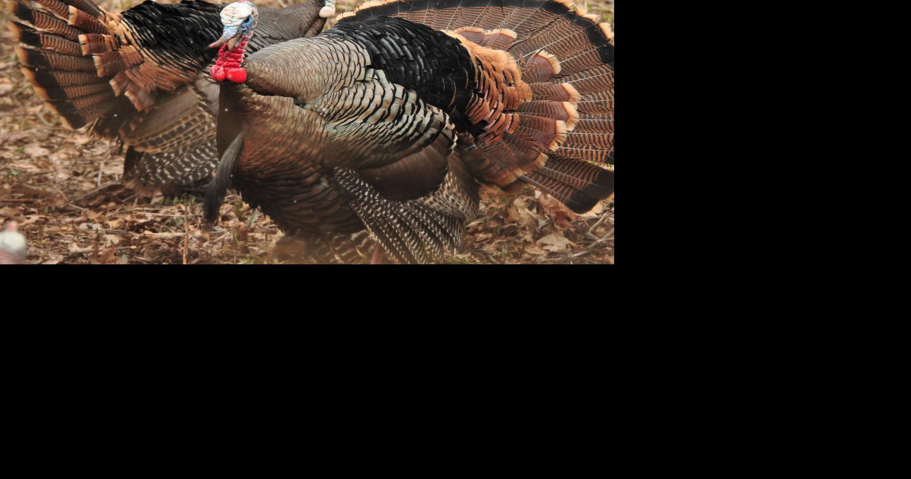 America’s wariest waterfowl move through Iowa