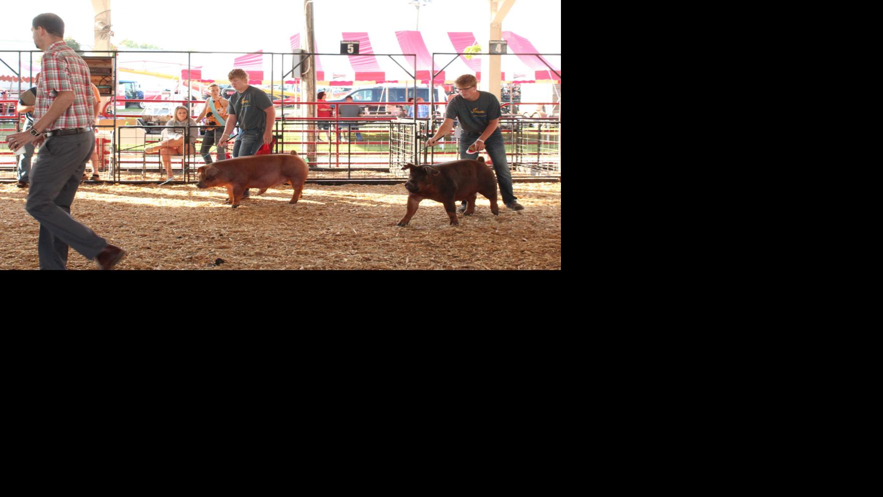 Photos 2019 Hancock County District Fair Swine Show News