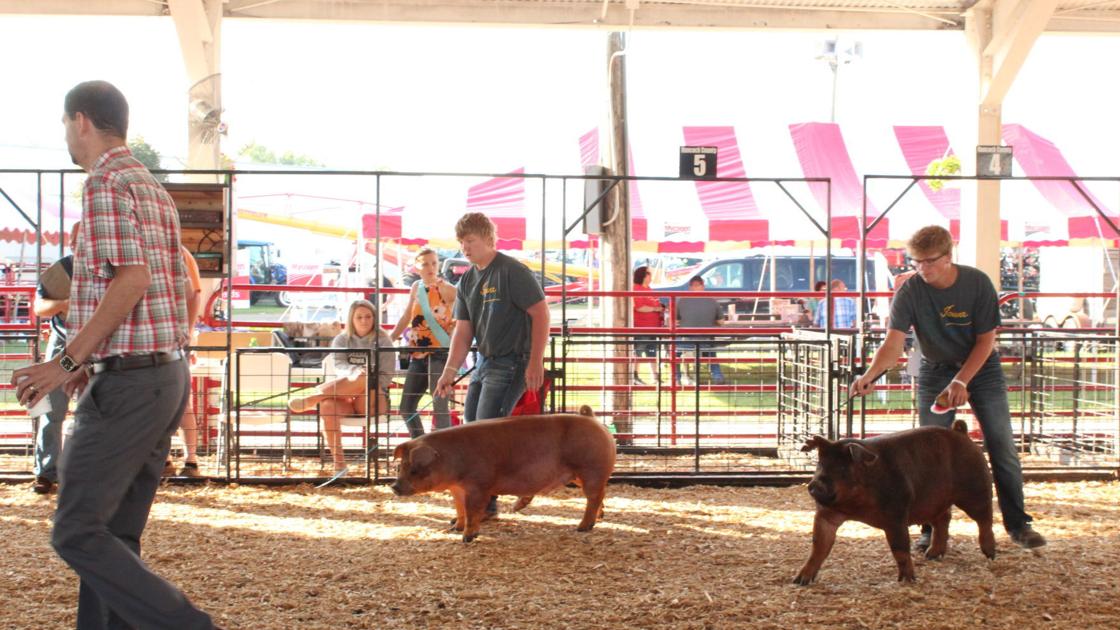 Photos 2019 Hancock County District Fair Swine Show News