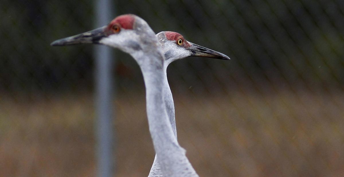 New study to track sandhill cranes in Iowa Mason City & North Iowa