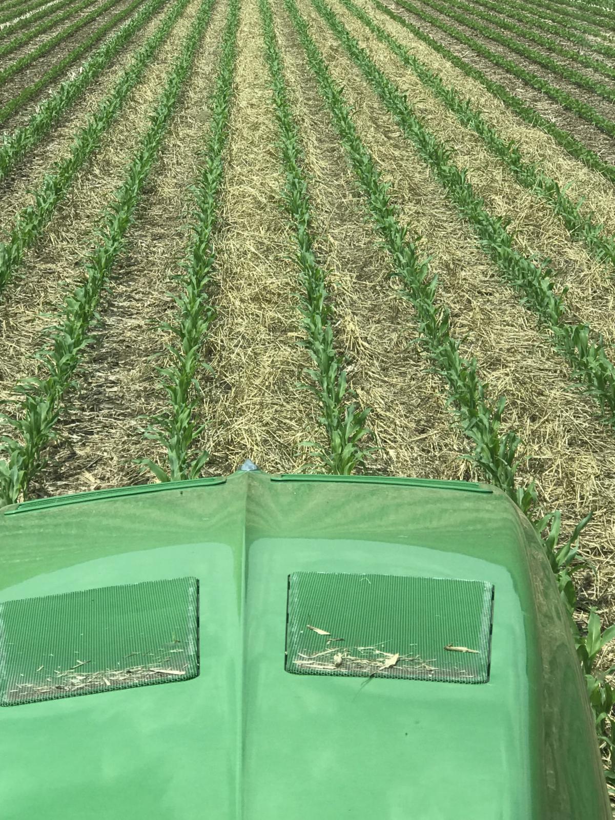 Sponheim Advocates For Strip Till And Cover Crops News