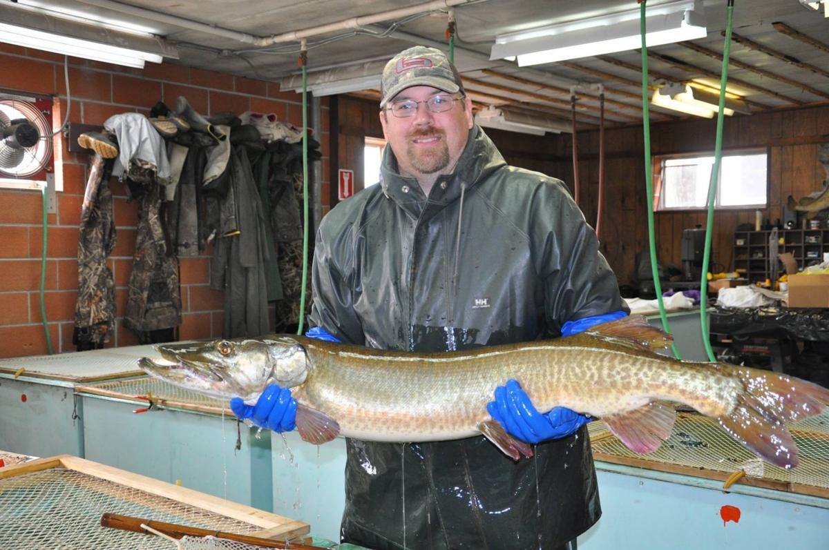 4 Foot Muskie Netted Released In Clear Lake Mason City North