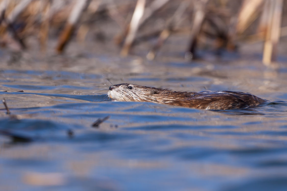 North Iowa restoration projects aid waterfowl Features