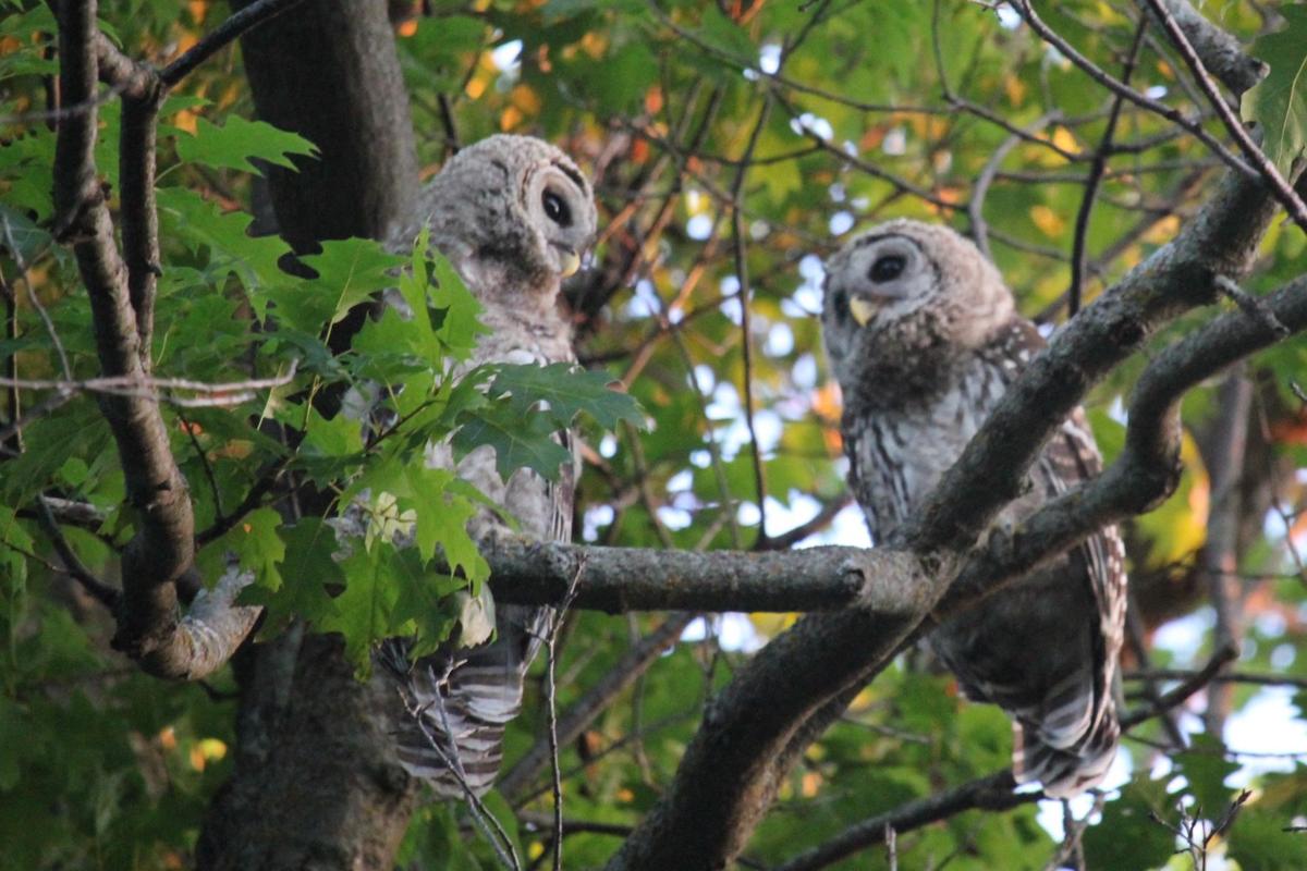 What a hoot Owls hang out on Clear Lake patio Mason City & North