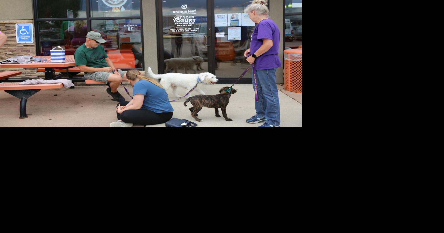 Puppies and frozen treats, a late summer delight