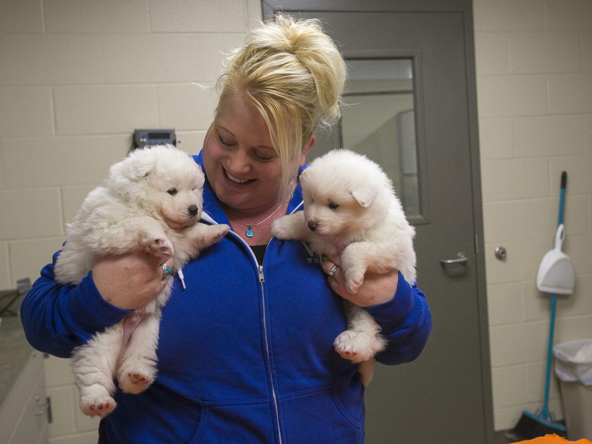 Samoyed 1